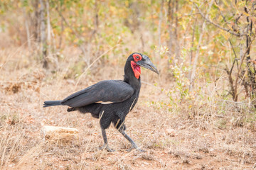 Southern ground hornbill walking in the grass.