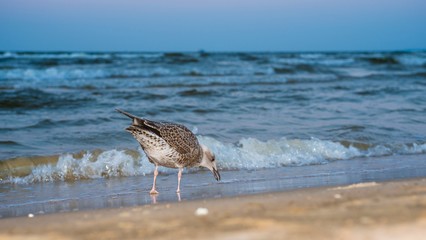 Heringsmöwe (Larus fuscus) im Jugendkleid, diesjähriger Jungvogel, Insel Usedom, Ostsee, Mecklenburg-Vorpommern, Deutschland