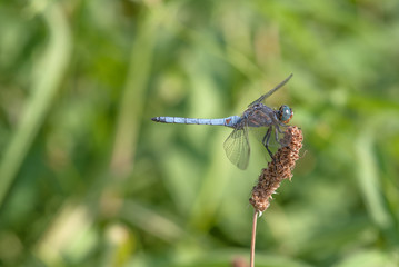 libellula