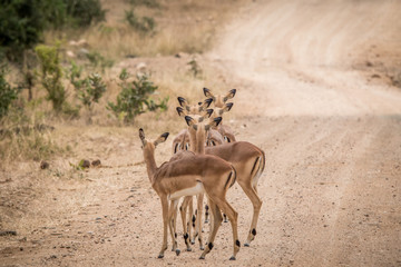 Group of female Impalas from behind.