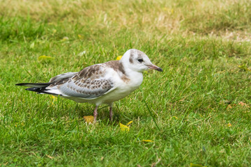 Nahaufnahme einer jungen Lachmöwe, Larus ridibundus