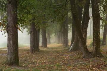 Foggy trees in park
