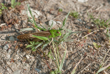 cavalletta