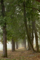 Foggy trees in park