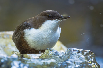 White-throated Dipper