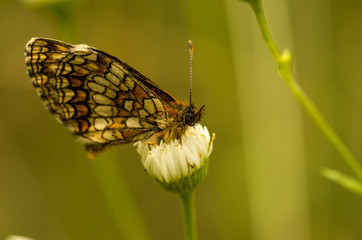 Fototapeta Motyl siedzący na bialym kwiecie obraz