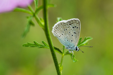 Motyl © rnfotografiapl
