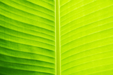 Green banana leaf background
