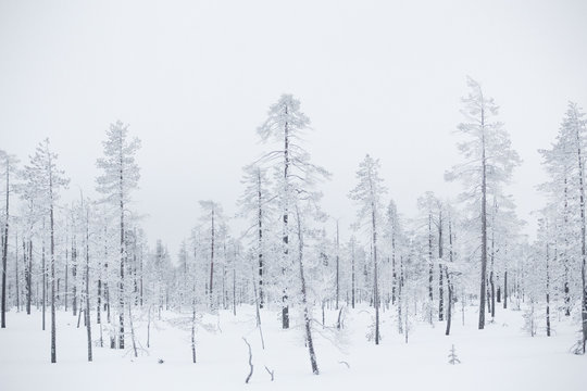 Snow covered trees, Lapland, Finland, Europe 