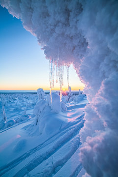 Snow covered trees with icicles, Lapland, Finland, Europe 