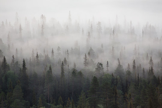 Dense forest in mist, Lapland, Finland, Europe 