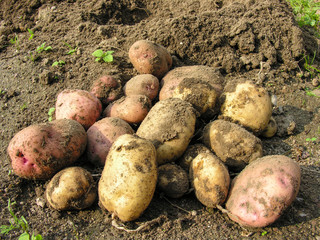 Выкопанная из земли картошка двух сортов лежит на дачной грядке