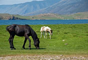 horses in the nature