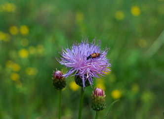 Leptura quadrifasciata