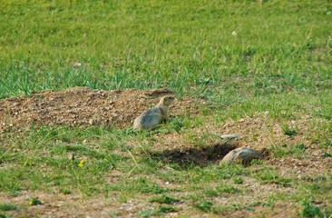 Marmota camtschatica