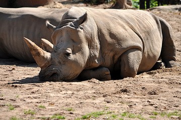 Fototapeta premium Dangerous animals - rhino