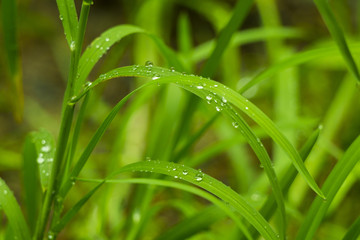 Fresh grass with water drops. Close up