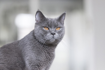 The cute gray cat
