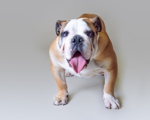 Dog on background. taken in a studio.