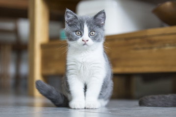 The cute gray kitten