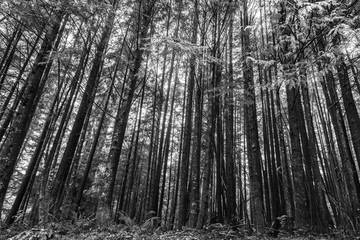 Trees in a Forest, Pacific Rim National Park Reserve, Vancouver