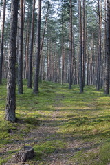Summer forest in a midland of Europe