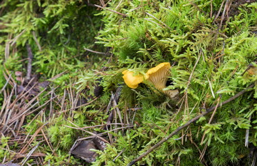 Mushroom 