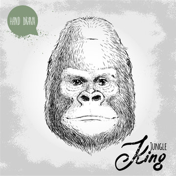 Hand drawn sketch style illustration of monkey face. Jungle King. Chinese zodiac sign. Gorilla male face. Dangerous and biggest monkey of the world. Vector illustration.