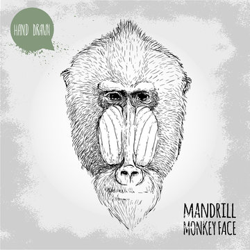 Hand drawn sketch style illustration of monkey face. Chinese zodiac sign. Mandrill male face. Dangerous monkey. T-shirt and placard design. Vector illustration.