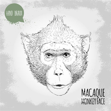 Hand drawn sketch style illustration of monkey face. Chinese zodiac sign. Macaque male face. T-shirt and placard design. Vector illustration.