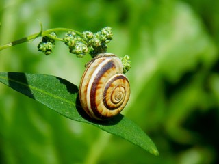 Snail conch on plant leaf on meadow in wild nature