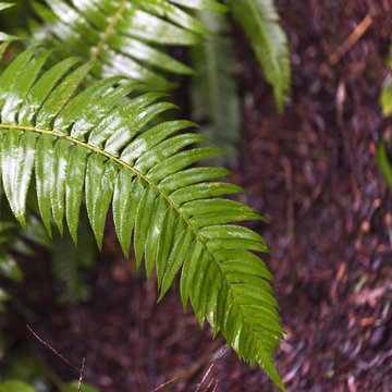 Close-up of fern leaf, Pacific Rim National Park Reserve, Britis