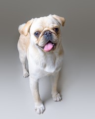 Dog on background. taken in a studio.