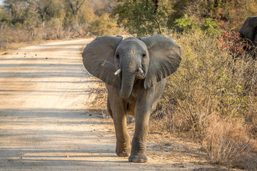 A young Elephant walking towards the camera.