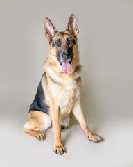Dog on background. taken in a studio.
