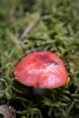 toxic mushroom in the wild forest