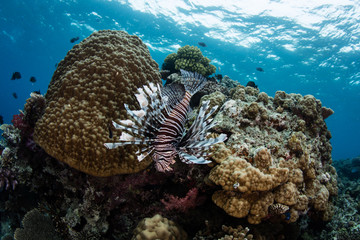 Lionfish on Coral Reef in Fiji