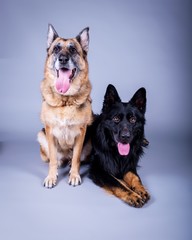 Dog on background. taken in a studio.