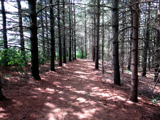 A path, covered in needles, through the pine woods. 