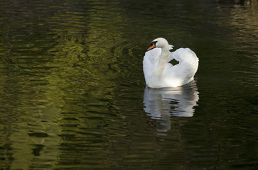 White swan in a forest lake.