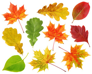Set of autumn leaves isolated on white background.