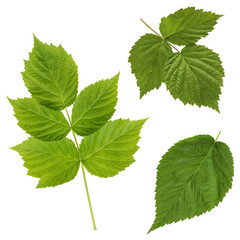 The leaves of raspberry (BlackBerry) isolated on white backgroun