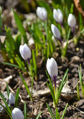 Fototapeta premium Spring crocuses.