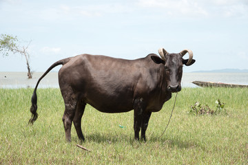 black cow