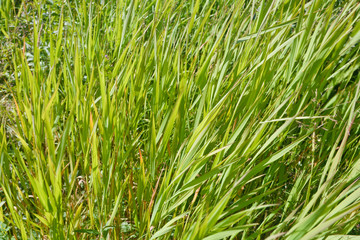 Abstract background of grass.