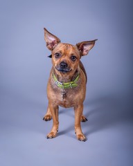 Dog on background. taken in a studio.