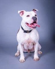 Dog on background. taken in a studio.