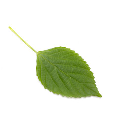 Obraz premium green leaf background