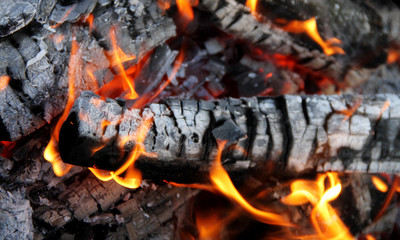 Ffirewood logs burns in bonfire with dancing flames 