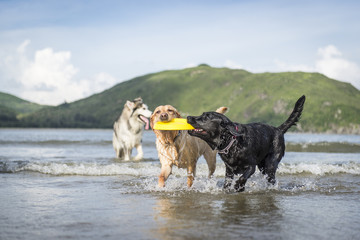Labrador Retriever in a game of Frisbee